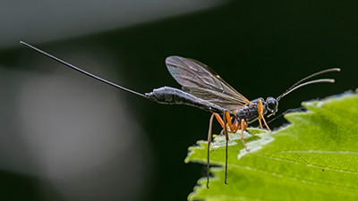 Parasitic Wasps