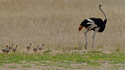 Ostrich