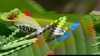 Red-Eyed Tree Frog