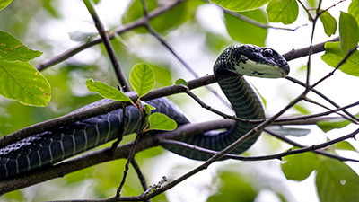 Snakes of Northern Kentucky