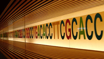 Why the Similarity Percentage of Chimp and Human DNA Is Deceptive