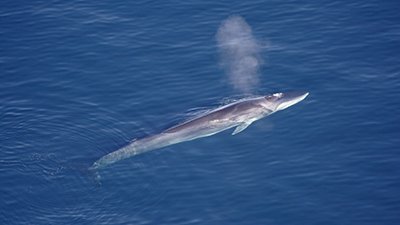 “Flue” Whales Confirm the Bible’s Teaching