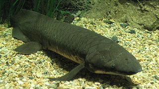 Australian Lungfish