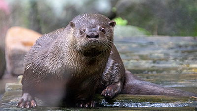 New Otter Species Confirmed—Evidence for Evolution or Creation?