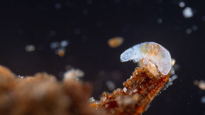 Tardigrades: Tough, Tiny, and . . . Useful?