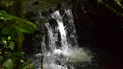 Appreciation For Creation