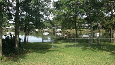 The Creatures in the Black Bayou