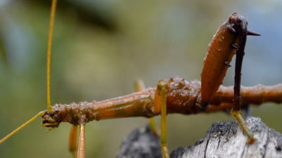 Creeping Crawling Critters