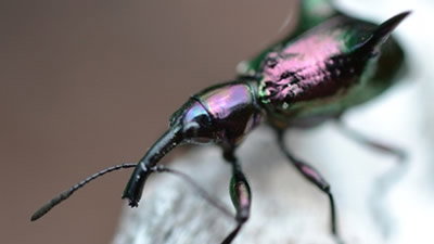 Jewels of the Jungle—Collecting in Our Backyard