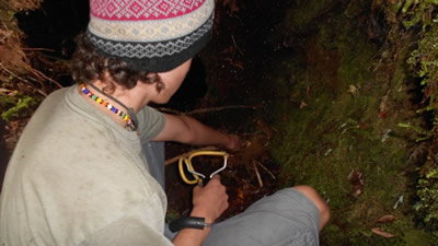 Jungle Collecting