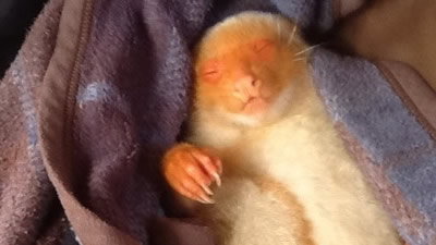 Learning Common Spotted Cuscus Sleeping Habits