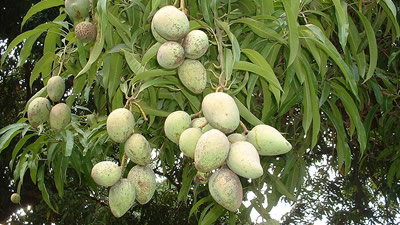 Mango Season