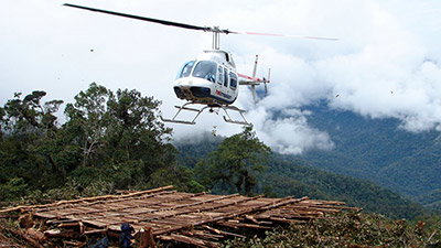 Moving in the Jungle