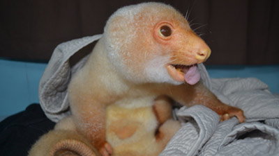 Meet Newt, Our Adorable Common Spotted Cuscus