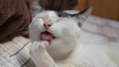 Our Cute Cat
