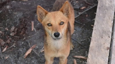 Our Pet Dog Kopi