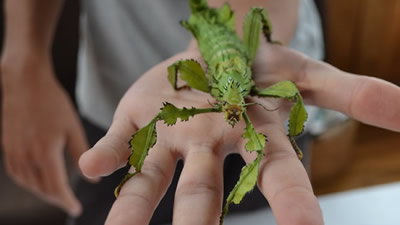 Phasmids