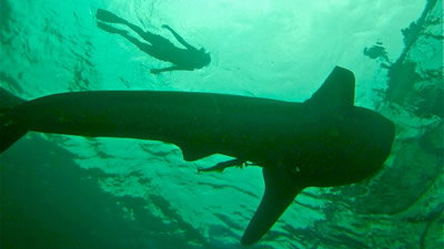 A Whale Shark Encounter