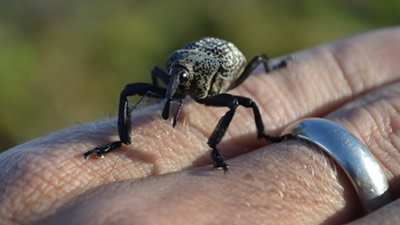 Why We Collect Insects