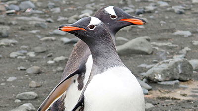 “Gay Penguin” Dies in Australian Zoo