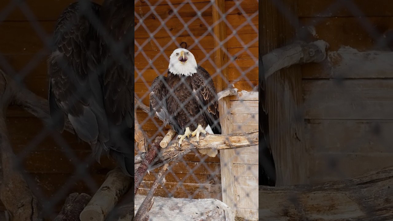 Hear the Bald Eagle