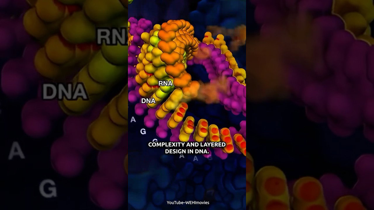 DNA Showcases God’s Design