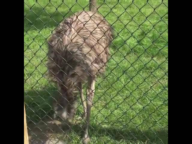 Visiting the Ararat Ridge Zoo and Petting Zoo