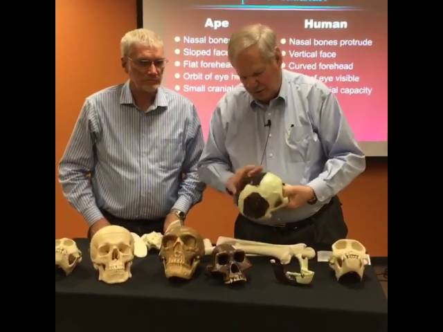 Three Ways to Make an Apeman