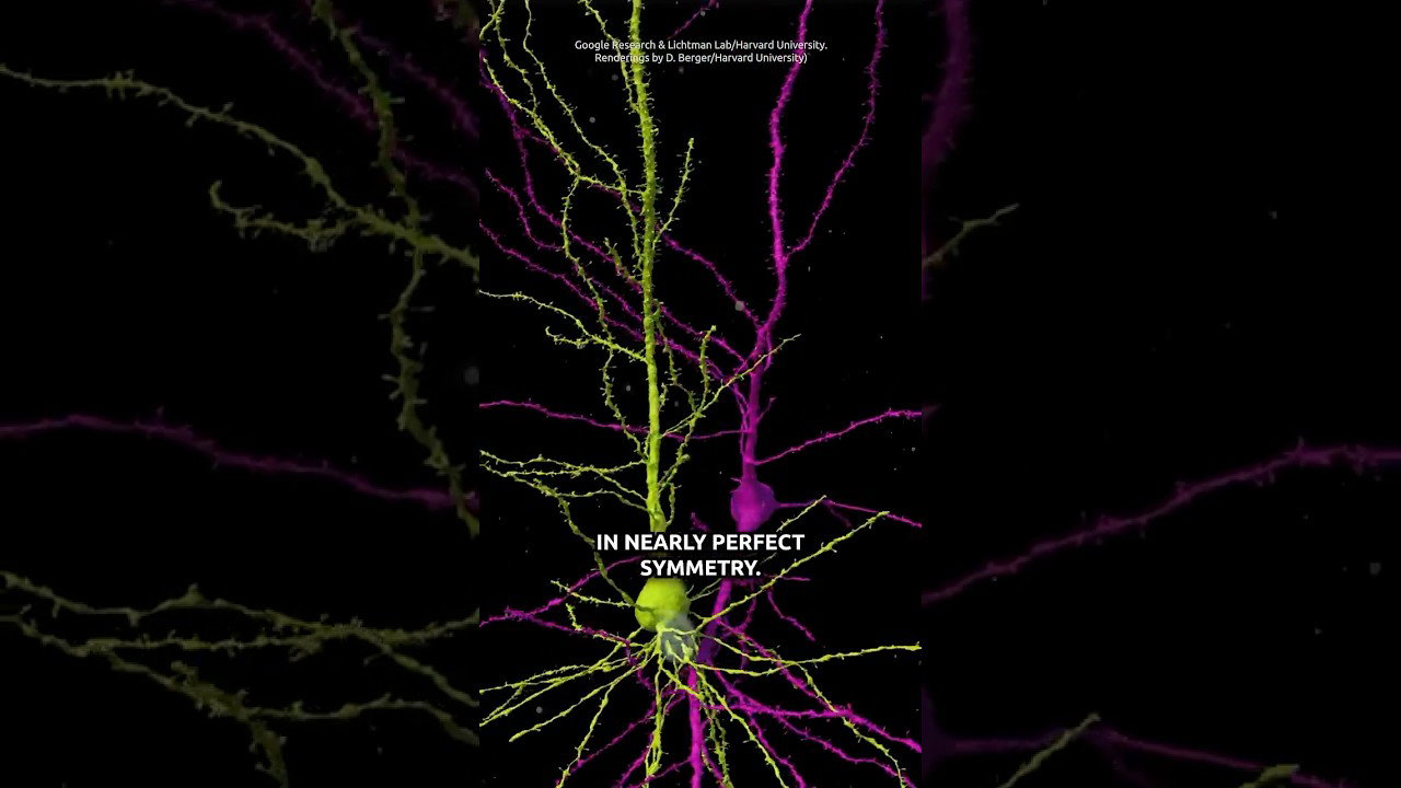 The Creator's Design of the Brain Will Blow Your Mind