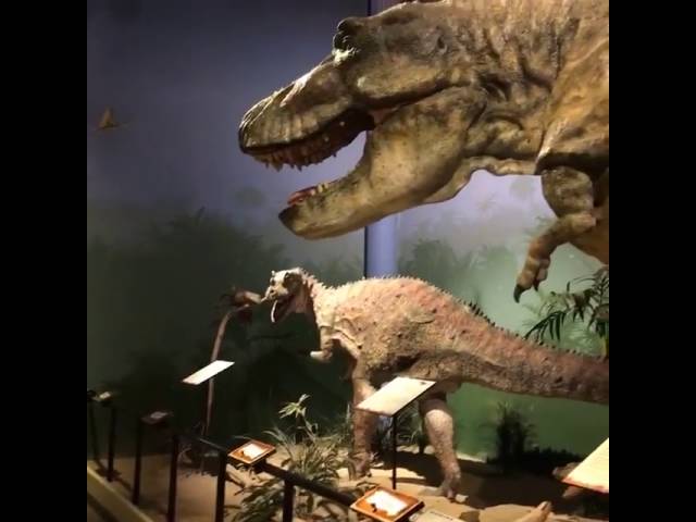Buddy Davis and His Guitar at the Creation Museum Dinosaur Den