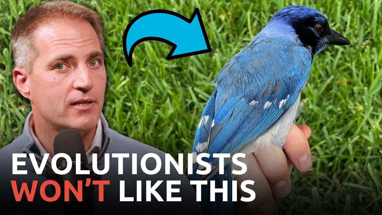 New Bird Species CONFIRMS Biblical Creation Account