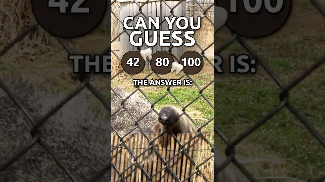 How Many Teeth Does a Giant Anteater Have? 🤔