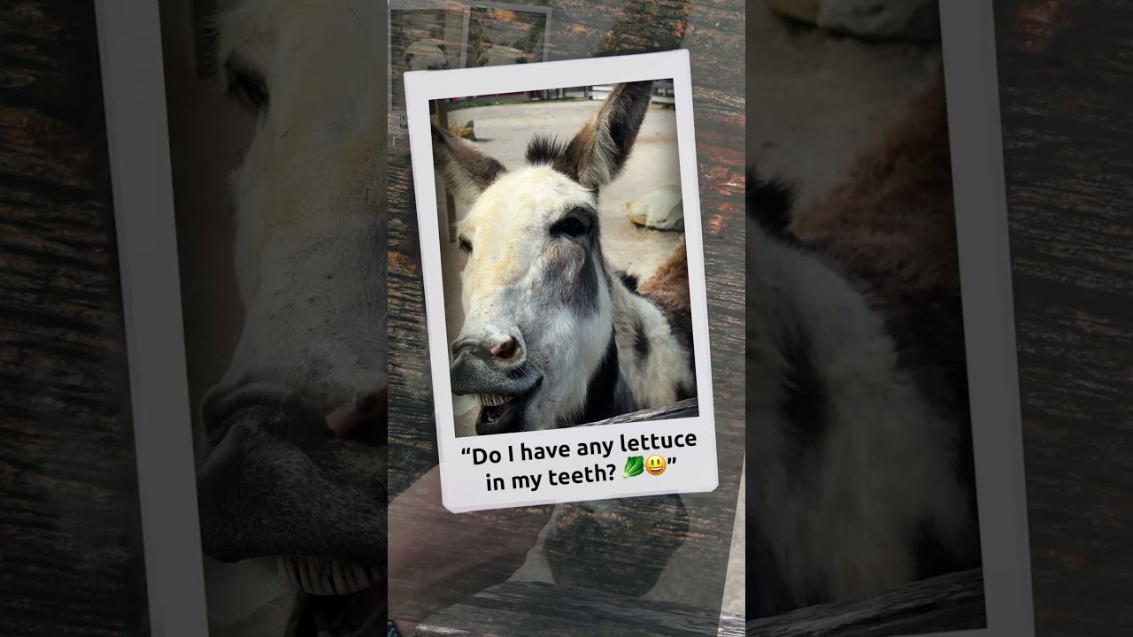 Miniature Donkeys Are Totally Photogenic