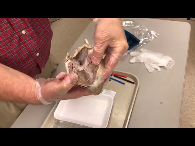 Dissecting a heart with Dr. Tommy Mitchell