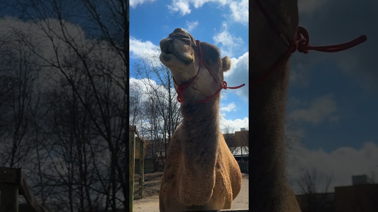 How to Make Friends with a Camel