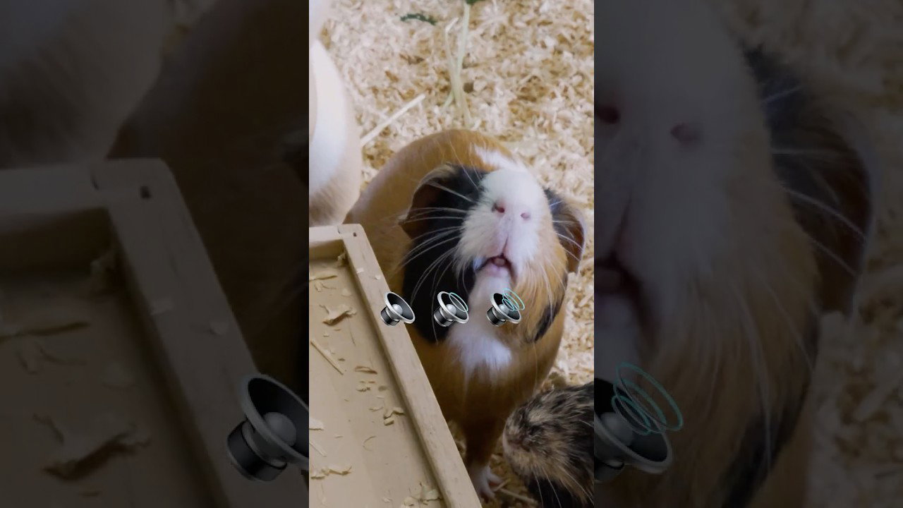 A Symphony of Squeaks