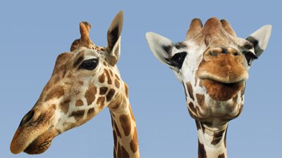 Zoos—Evolutionary Propaganda or Teaching Opportunity?