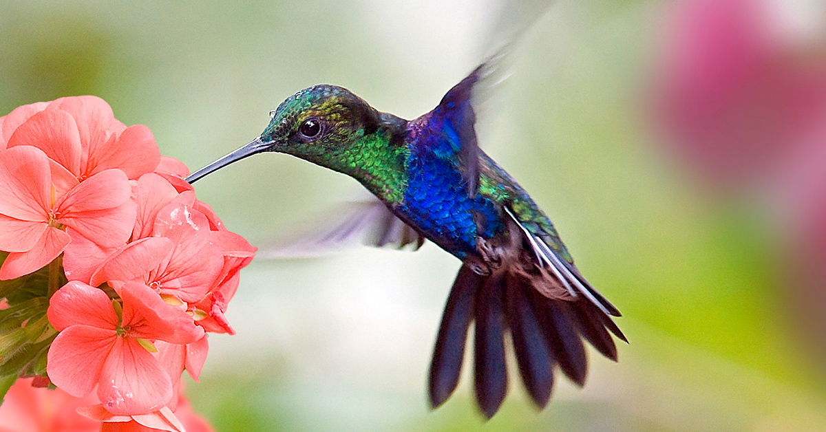 Hummingbird Eyes See Colors We Can’t Imagine | Answers in Genesis