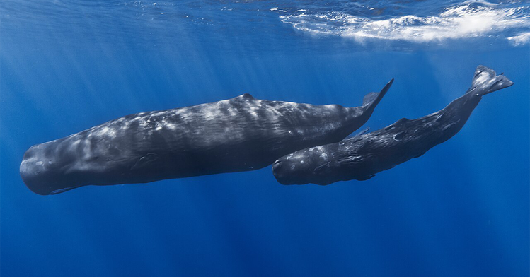 Could Jonah Have Survived in the Belly of the Fish?