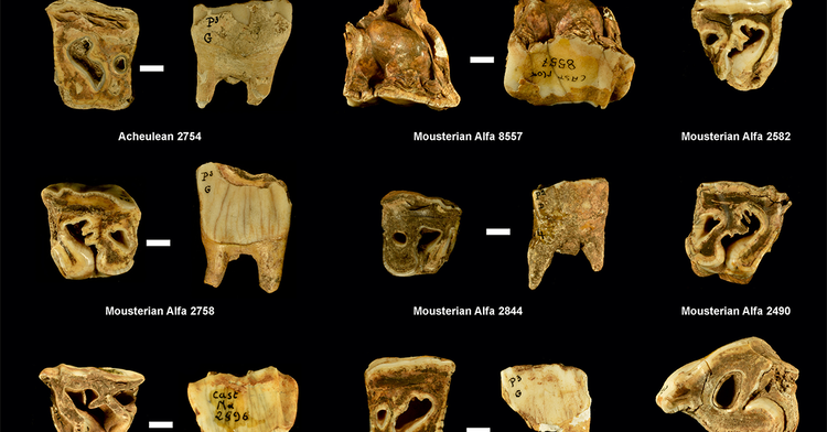 Neanderthals Used Rhino Teeth as Tools