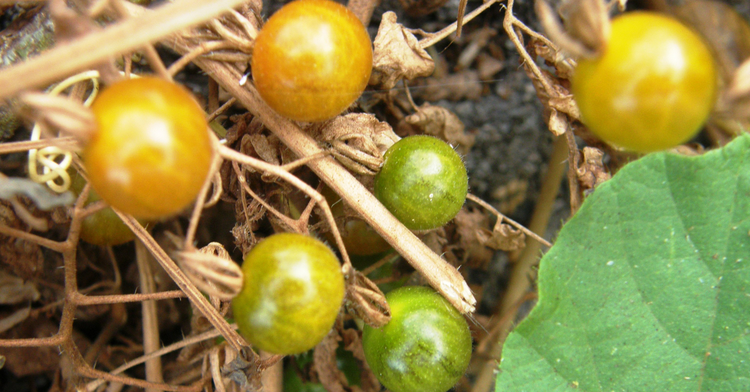 Are Tomatoes “De-evolving” on the Galápagos Islands?