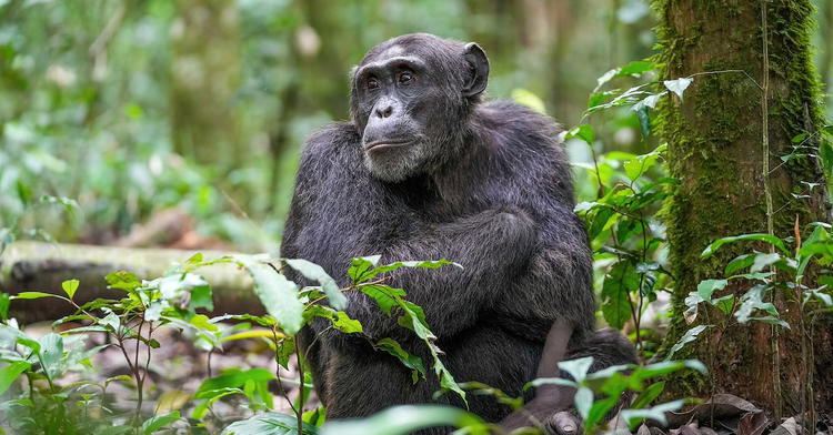 Study Finds Chimp DNA Is Not “99% Identical” to Ours