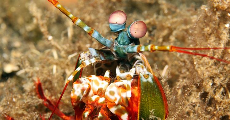 Mantis Shrimp—Pint-Sized Prizefighters