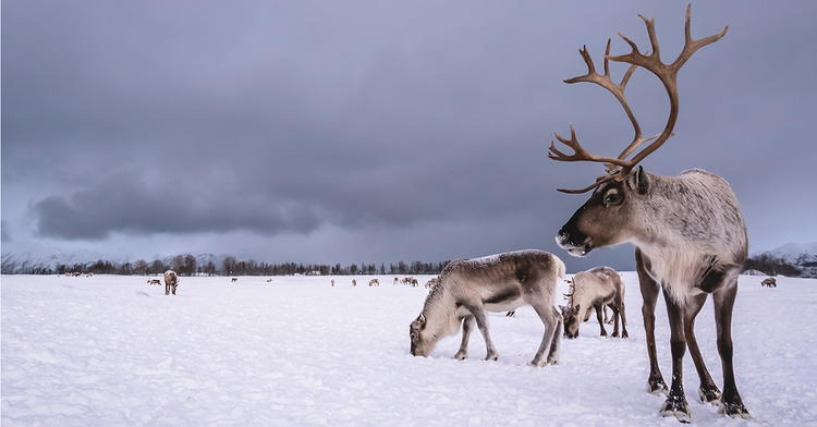 Reindeer: Thriving in a Winter Wonderland