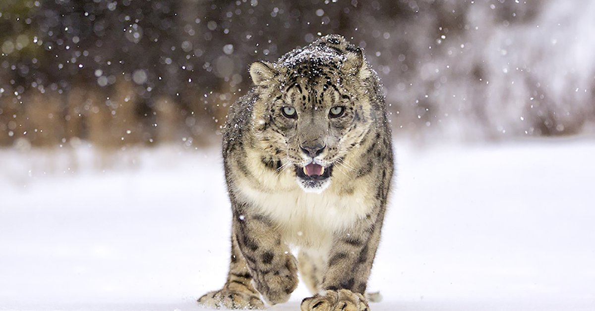 Snow Leopard—The Ultimate Cool Cat Answers in Genesis