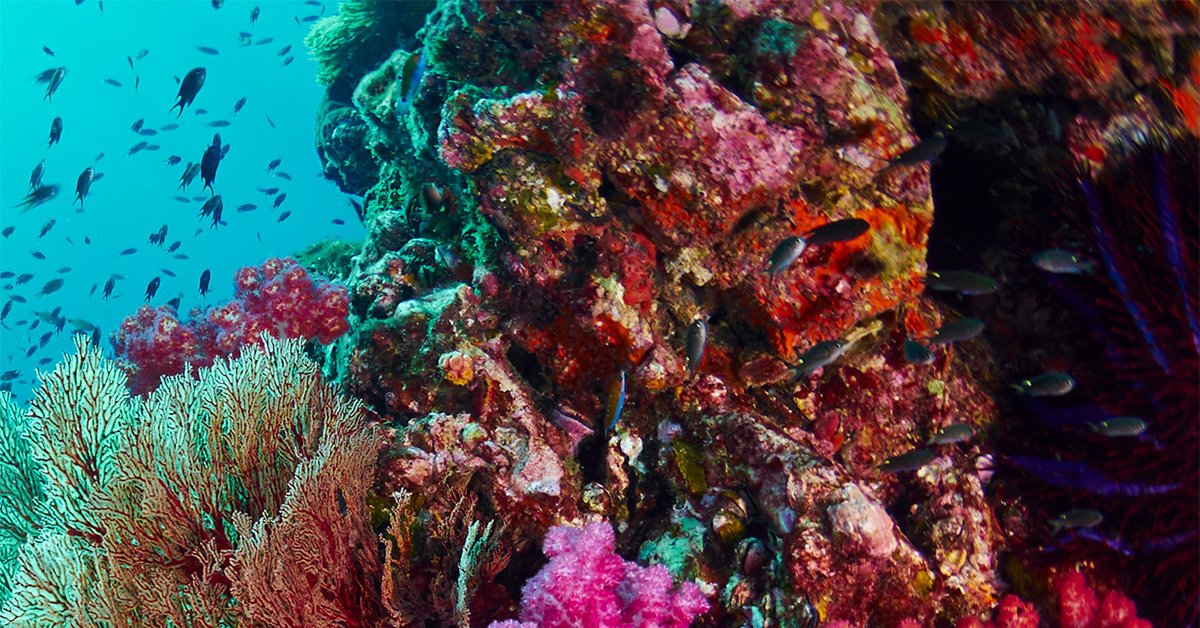 Coral Reefs: The World Beneath the Waves | Answers in Genesis