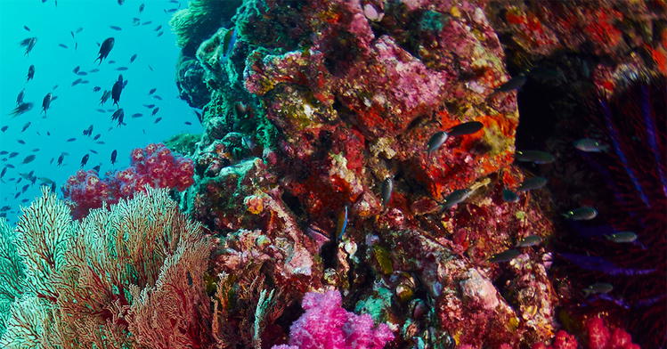 Coral Reefs: The World Beneath the Waves