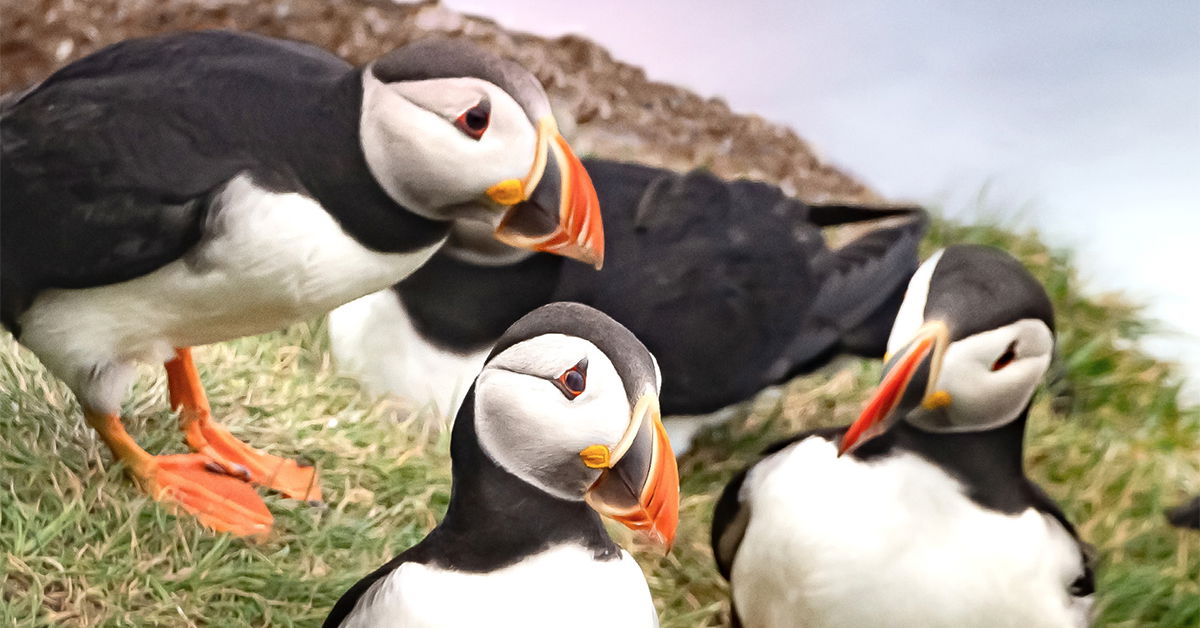 The Puffin Paradox  Answers in Genesis