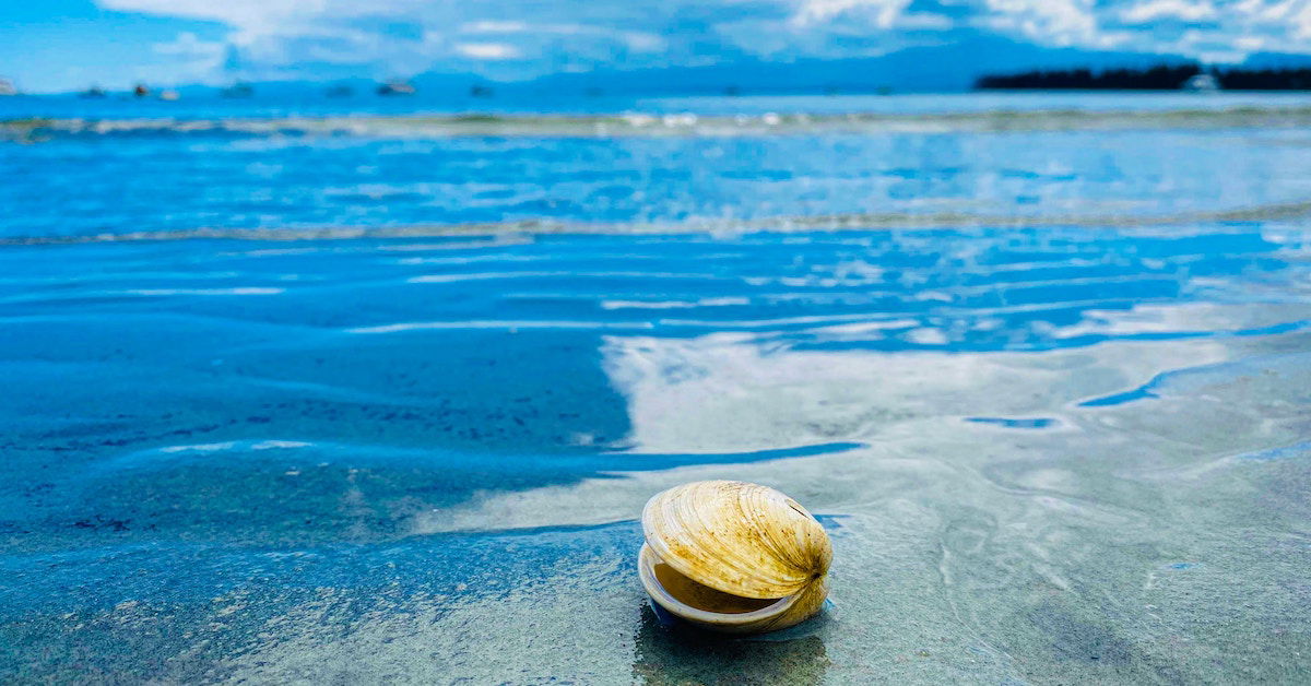 As Healthy as a Clam Kids Answers