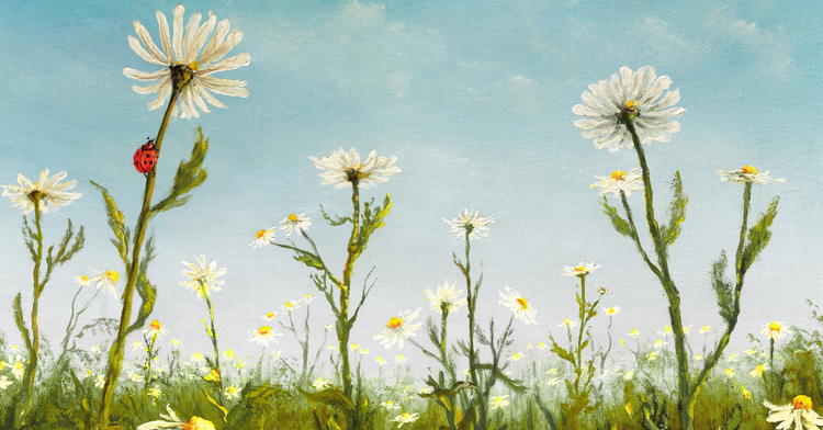 Worries and Wildflowers